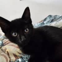 Photo of Tamworth Meet Me@Petstock Keysborough Store 