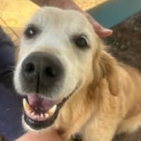 Photo of Gertie 