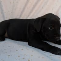 Photo of Bluey