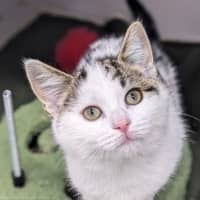 Photo of Sassy