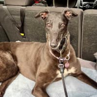 Photo of Sakura, The Greyound