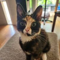 Photo of Lola (Located Templestowe)