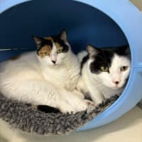 Photo of 🎠 Clancy 5624 🎠