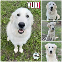 Photo of Yukie