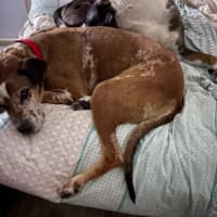 Photo of Bart & Cujo