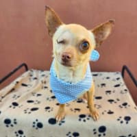 Photo of Pedro   3 Year Old Chihuahua