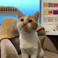 Photo of Marigold