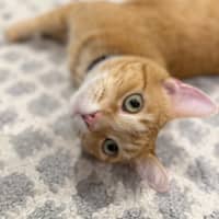 Photo of Colonel