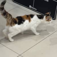 Photo of Tigger