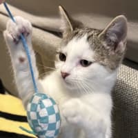 Photo of Chester