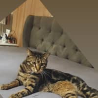 Photo of Astro   Assisted Rehoming