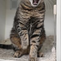 Photo of Cobalt