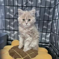 Photo of Butter Bean 💙