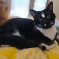 Photo of Baileys