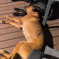 Photo of Athena