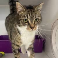 Photo of Missy