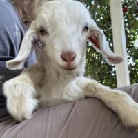 Photo of Molly Wobbles