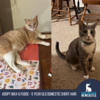 Photo of Max & Fudge   5 Year Old Domestic Short Hair