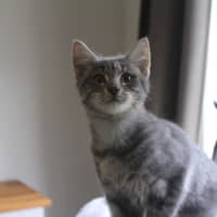 Photo of Possum