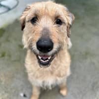 Photo of Penny