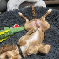 Photo of James   1 Year Old Cavoodle (Trial)