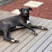 Photo of Zala   1 Year Old Border Collie X Kelpie