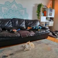 Photo of Fifi, The Greyhound