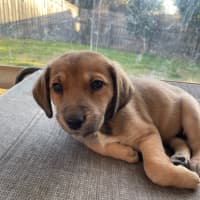 Photo of Figgy
