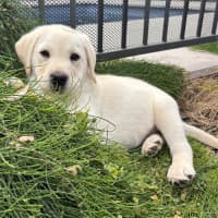 Photo of Alfie   10 Week Old Labrador