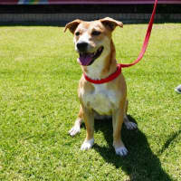 Photo of Pixie