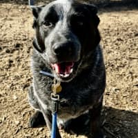 Photo of Blue Blu