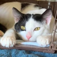 Photo of Popsicle (Pop)