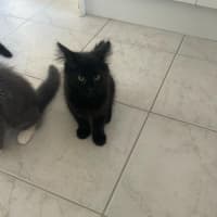 Photo of Charlie Meet Me@Petstock Keysborough Store 