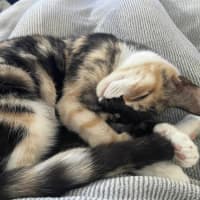 Photo of Bella