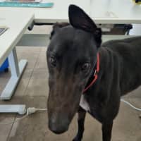 Photo of Enzo The Greyhound