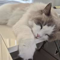 Photo of Milo