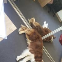 Photo of Sheppy   3 Year Old Border Collie (Trial)