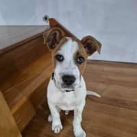 Photo of Benji