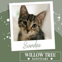 Photo of Sundae