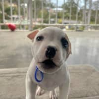 Photo of Alfie   7 Week Old Staffy X Bulldog X (Trial)