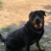 Photo of Boss