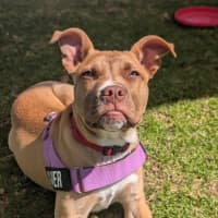 Photo of Clover
