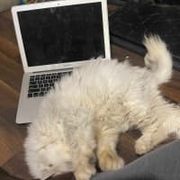 Photo of 🎩Darby🎩