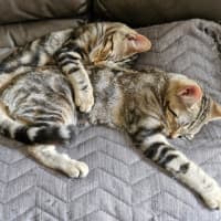 Photo of Sailor And Sari