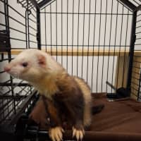 Photo of Wallace