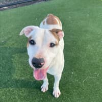 Photo of Twix Imp 1336