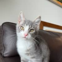 Photo of Sesame