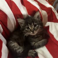 Photo of Luna (Lj) 