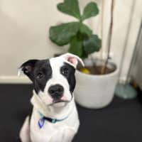 Photo of Tux   6 Month Old Staffy X