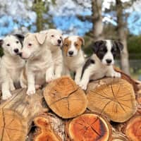 Photo of Cinnamon Satin